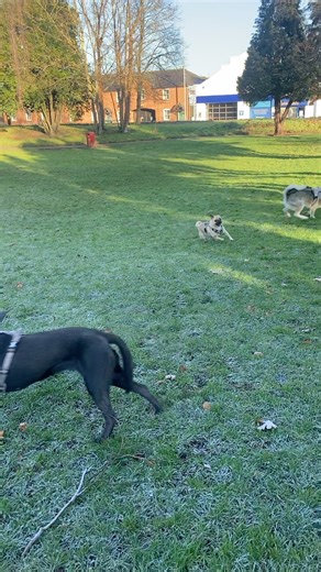 A pug a malamute and a lab