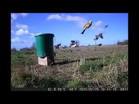 Yellowhammers feeding on supplementary bird seed