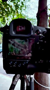 9K views · 712 reactions | Test file Canon EF800 thuê 1 ngày 1t | Đỗ Thanh Bình | Facebook