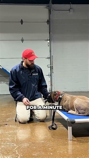 Teaching Dogs to Accept the Muzzle