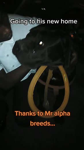 Happy Family Welcomes New Dog from Mr. Alpha Breed