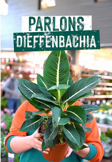 Dieffenbachia : La plante facile à entretenir !