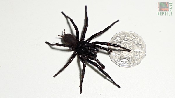 Biggest Funnel Web Spider Ever Found Is Named After The Hemsworth Brothers