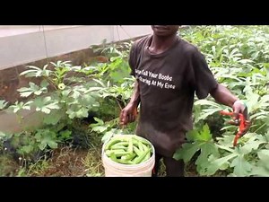 Agrosol at Agronet Okro Farms