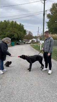 How Target Training Transforms Reactive Dogs.