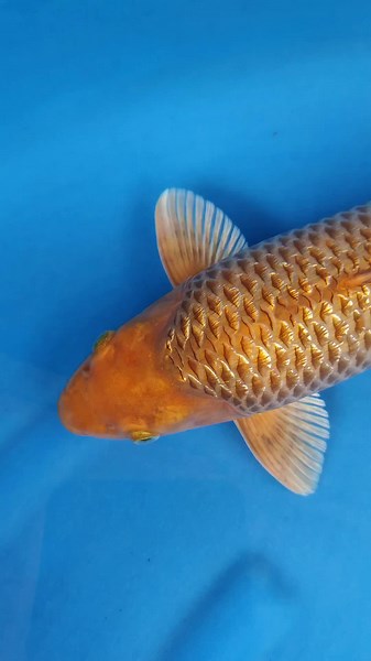 Caramel Ginrin Koi: Tips for Stunning Koijumbo