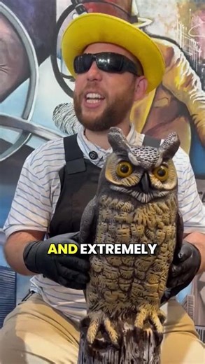 Hidden Camera Owl — Looks Like a Decoration… But It’s RECORDING