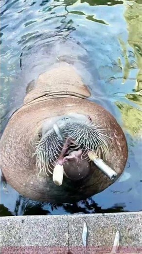 Walrus Eating Fish Is So Healing! It'll Melt Your Heart
