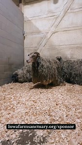 💔 Yesterday, we shared the beautiful transformations portraits of our Golden Girls—Blanche, Dorothy, and Sophia. While we were hopeful, we’re saddened to share that, despite our large community, *not a single one of our sweet girls has found a sponsor.* 😢 With thousands of kind-hearted supporters, we thought they’d all be scooped up and sponsored quickly. If you saw yesterday’s post and thought, “They have so many followers; surely someone will sponsor them,” we gently ask you to consider beco