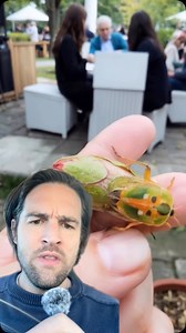 1M views · 8.9K reactions | Look out for the Florna Stink Bug #insect #bug #fyp #foryou #foryoupage | Scott Whitehead | Facebook