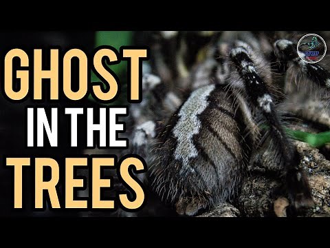 Poecilotheria regalis | Indian ornamental spider care and information #tarantulacare
