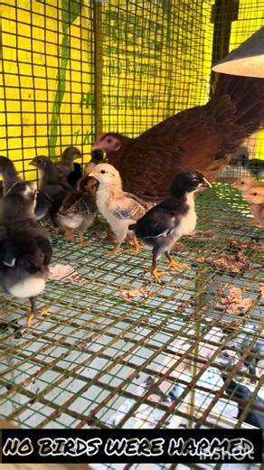 Country Chicken Farming Day 39 | Parent Chicken Removed | Direct Chick Care