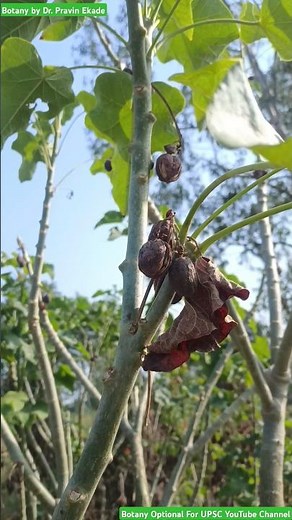 Biodiesel Fuel Producing Plant Jatropha curcas - Euphorbiaceae Family #biodiesel #jatropha #fuel