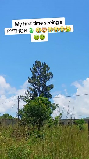 Encountering a Python: My First Time Seeing One