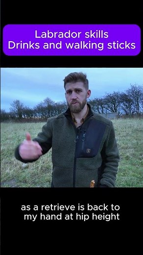 How to use labrador instincts #fieldsportsbritain