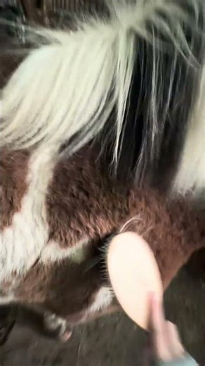 ASMR Barn vlog (my first one)we did also play down and back and I did hose his legs