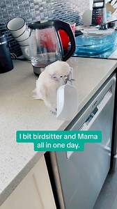 I have a mad cockatoo. #bird | Lucky Lou and Coco Too