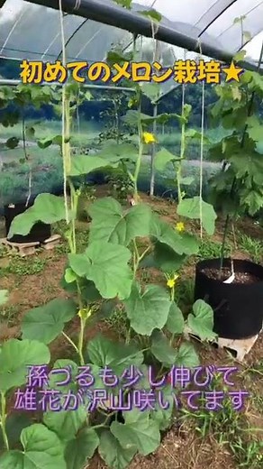 初めてのメロン栽培★