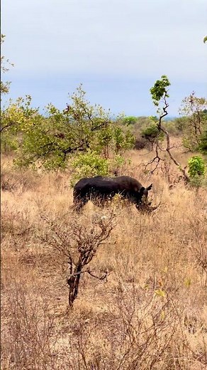 There’s something special about an afternoon in Meru National Park…
