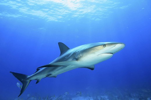 Do Sharks Sleep? | Britannica