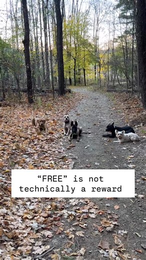 32 reactions | It’s rare that I use food or toys out on walks like this. The true reward is the freedom to be dogs. For those who care so much about food I find it takes away from the experience. For those who don’t care about food, well yep. And the toy is just too much for a group like this, not necessary to have a fantastic time. #corcanis #freedom #ladie #maple #bear #chad #sharla | Cor Canis LLC, Training & Behavior Modification | Facebook