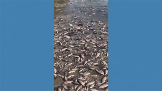 Mass death of aquatic life after Ukraine dam collapse raises environmental fears