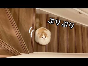 お尻をぷりぷりさせながら飼い主を呼ぶ猫が可愛い！