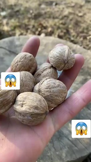 How to Plant Walnuts: Step-by-Step Guide