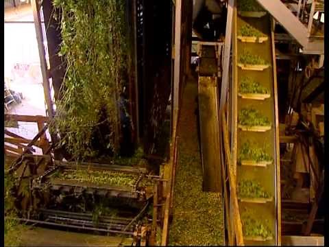 Hops: from paddock to pellet