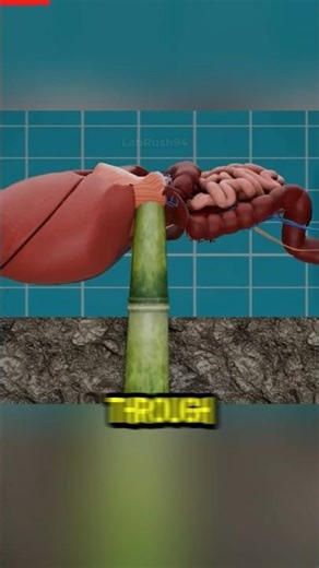 The Deadly Bamboo Torture Experiment #science #mythbusters #experiment