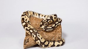 Ball python sur le journal prudemment : vidéo de stock (100 % libre de droit) 3969777453 | Shutterstock