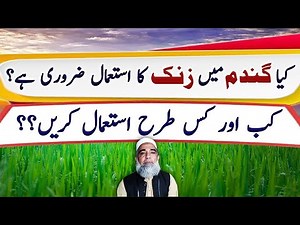 Efficient use of Zinc in Wheat crop || Crop Reformer