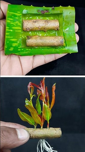 How to grow pomegranate tree from seeds at home || Propagate pomegranate from cutting easy method