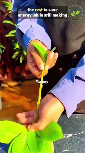 Grow Unlimited Money Trees at Home 🌱 Easy ZZ Plant Propagation Trick#ZZPlant #PlantPropagation #plan