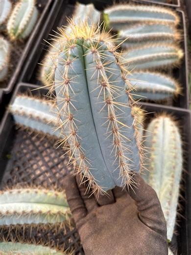 Pilosocereus Pachycladus, Blue Torch Cactus (cutting) - Etsy