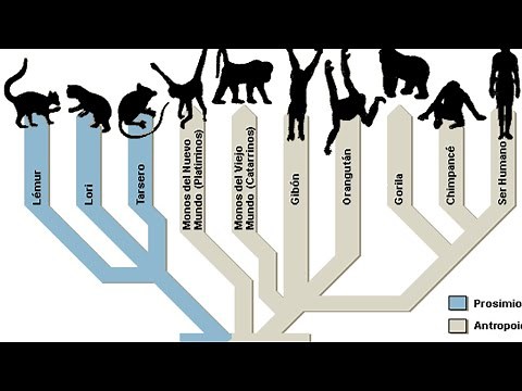 What is a PHYLOGENETIC TREE?