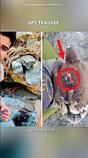 “Eagle’s Secret Migration Journey 🌍✨” #sciencefacts #nature