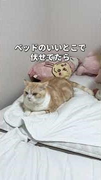 Cat's new song is funny #cat #neko #catvideo #livingwithcats #lifewithcats #dailylifeofcats #livi...