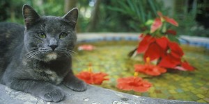 Ernest Hemingway's Key West Cats Made It Through Hurricane Irma Unscathed