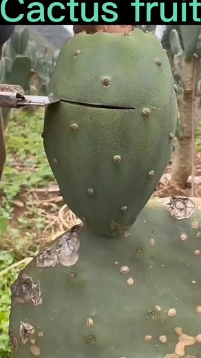 Cactus Fruit: Exploring Unique Plant Varieties