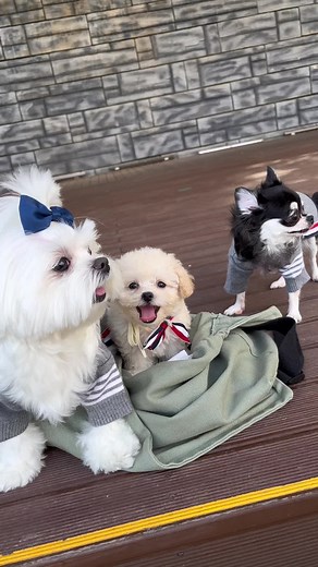 Kkami, Coco, Mozzi #dog #말티즈모델