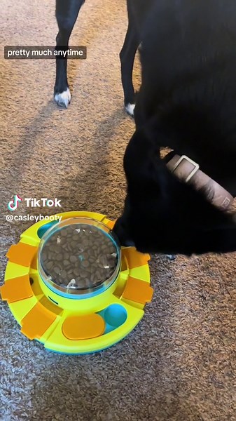 Mental Stimulation for Border Collies: Puzzle Toys & Brain Games