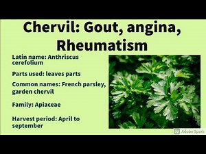 Chervil: Gout, angina, Rheumatism