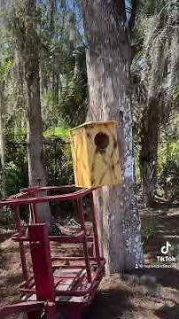Barred Owl house installation.