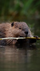 2.3M views · 26K reactions | Dinner is served! This beaver kit is...
