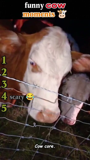 Cow Gone Crazy 😂🐄 #shorts