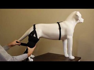 How to Use the Labra Canine Knee Brace
