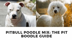Pitbull Poodle Mix: The Pit Boodle Guide