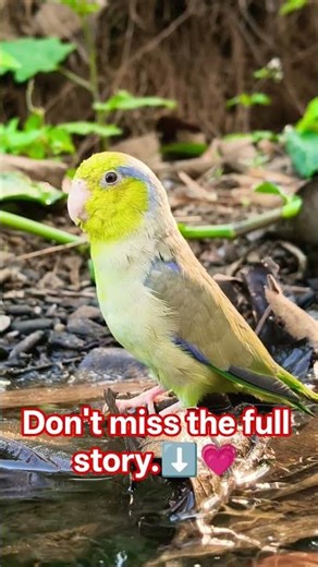 Cute parrotlet by a flowing river in nature.#pacificparrotlet #parrotlets #parrot
