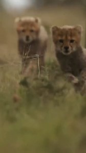 Cheetah mom helps cubs devour kill! 🐾 Watch the full video on Love Nature YouTube! #cheetah #cub #cat #wildlife | Love Nature
